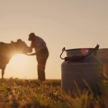 The,Silhouette,Of,A,Farmer,,Stands,Near,A,Cow.,Milk