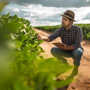 Latin,American,Farmer,Working,On,Soybean,Plantation,,Examining,Crop,Development